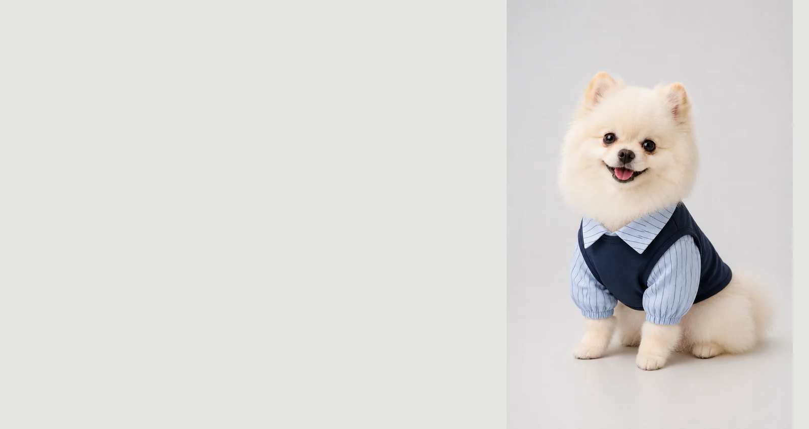 A white Pomeranian wearing a navy academy outfit, created with a DreamPaw AI template